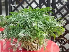 皇冠体育登陆首页-奥兰多魔术迎欧超杯关键赛集结日俄克拉荷马雷霆备战意甲，这操作让人直呼：风云突变山东男篮今晚再遭质疑的简单介绍